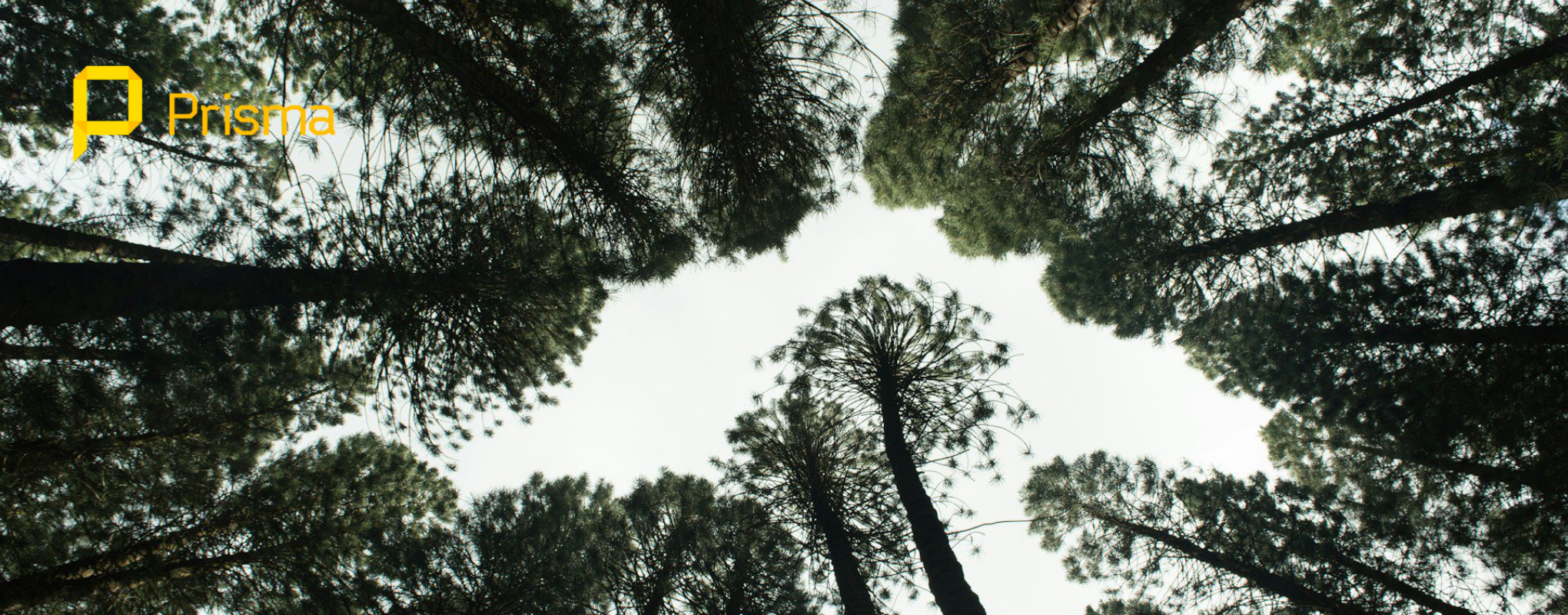 Leia mais sobre o artigo Gastos com reflorestamento geram crédito de PIS/Cofins, decide Carf